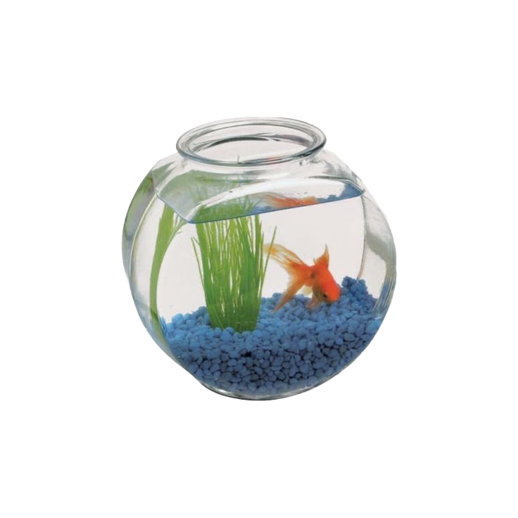 goldfish